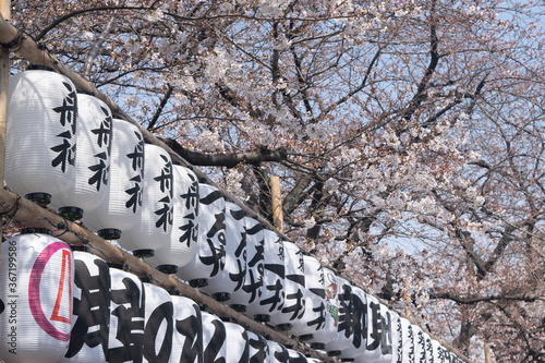 Tokyo, Japan
Sakura Tree