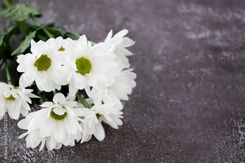 White beautiful chrysanthemum closeup.\