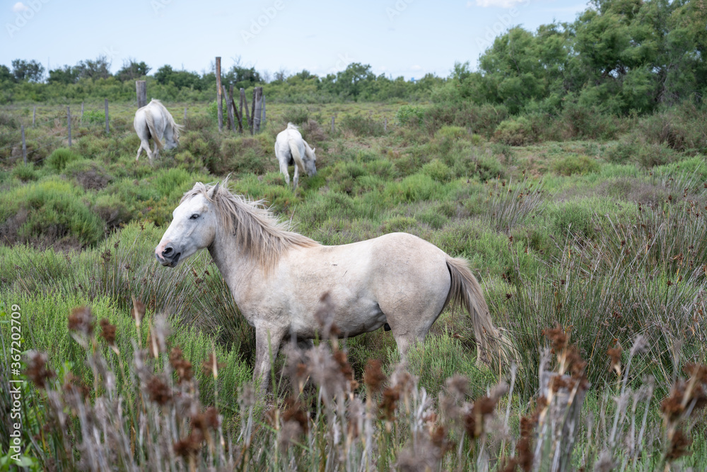 Obraz premium Chevaux de Camargue
