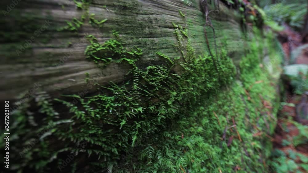 Close Up Of Lichen Moss On Fallen Redwood Tree Trunk. Follow Shot Close Up Of Lichen Moss On Fallen Redwood Tree Trunk. Follow Shot