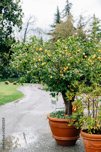 Lemon tree in a clay pot with a lot of yellow lemon fruits. © Nadtochiy