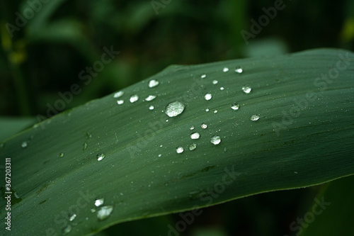 Beautiful abstract green closeup. Drops on leaves. Abstract color background. Nature background. Leaf collection. Green leaf. 