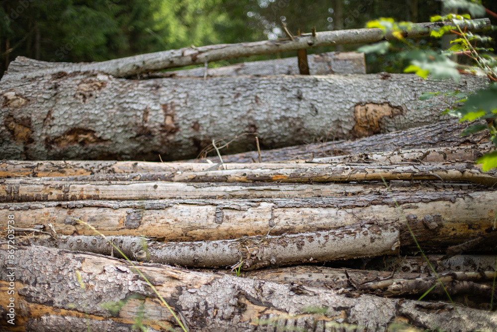 pinetrees stacked as timber pinetrees stacked as timber