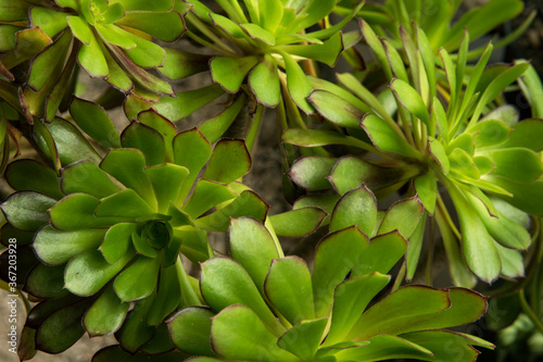 Nature texture. Flora. Closeup of an Aeonium arboreum succulent plant, also known as Tree Houseleek, growing in the urban garden. Its beautiful green rosettes and leaves. 