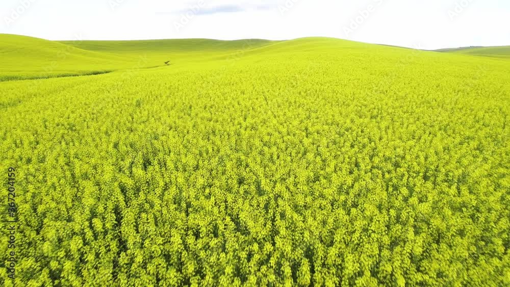 Many yellow flowers sprawl across the hills of a farm in the Palouse Many yellow flowers sprawl across the hills of a farm in the Palouse