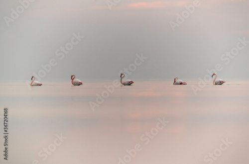 Greater Flamingos wading  in the morning hours  Asker coast  Bahrain