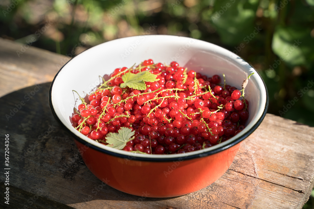 Freshly picked red currants in a red bowl on a natural piece of wood in the garden in the sun. Concept of harvest, gardening. Freshly picked red currants in a red bowl on a natural piece of wood in the garden in the sun. Concept of harvest, gardening.