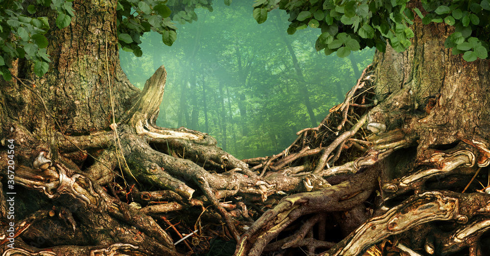 Frame of two trees and old massive interlaced crooked roots in forest Frame of two trees and old massive interlaced crooked roots in forest