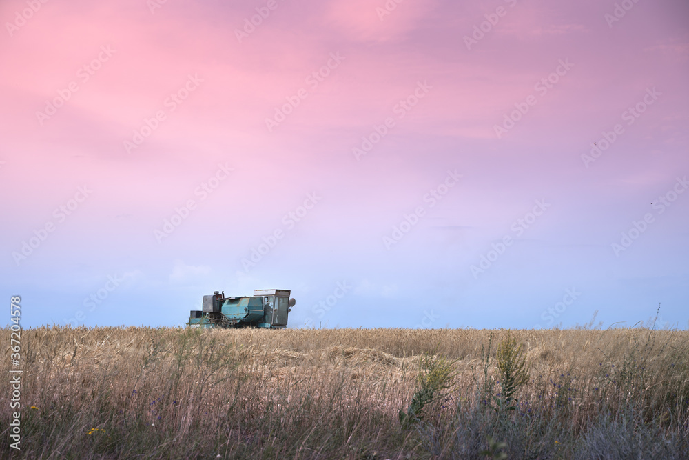 Naklejka premium Retro harvester working in the field against the background of the sunset purple sky. Harvest, landscape of the countryside. Concept of agriculture and natural beauty.