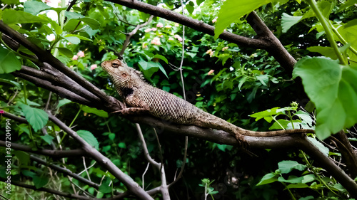 The oriental garden lizard, eastern garden lizard, Calotes versicolor, bloodsucker or changeable lizard (Calotes versicolor) © Avinash