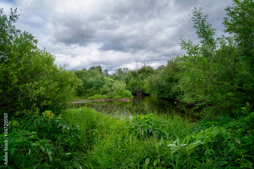 Summer landscape green meadow on a background of forest and cloudy sky.