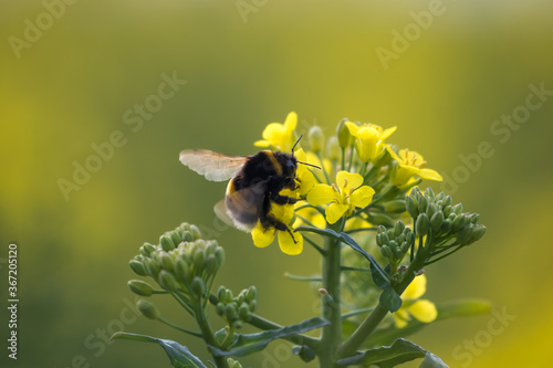 Wallpaper Mural Trzmiel Bombus w rzepaku Brassica napus L. var. napus, kolorowa wiosna, zapylanie kwiatów przez owady Torontodigital.ca