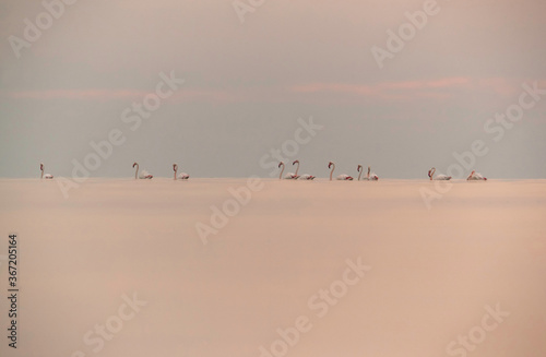 Greater Flamingos wading in the morning hours, Asker coast, Bahrain