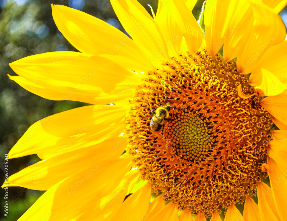 Obraz premium sunflower with bee