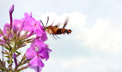Clear wing hummingbird moth feeding on phlox flowers.