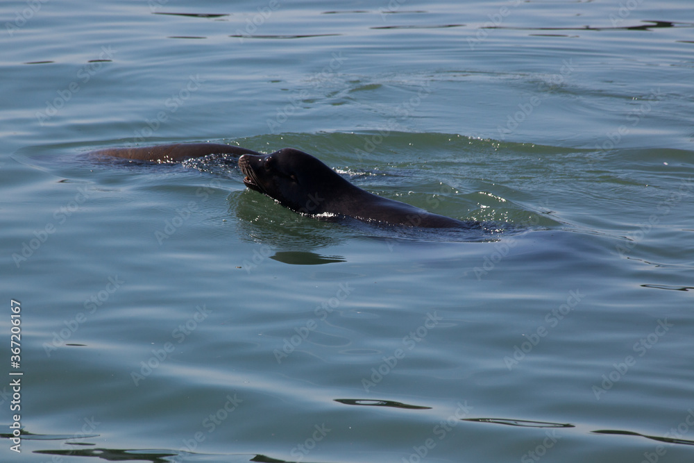 Sea Lion swimming in the Ocean Sea Lion swimming in the Ocean