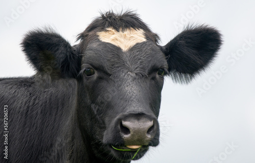 A close up photo of a black and white cow 