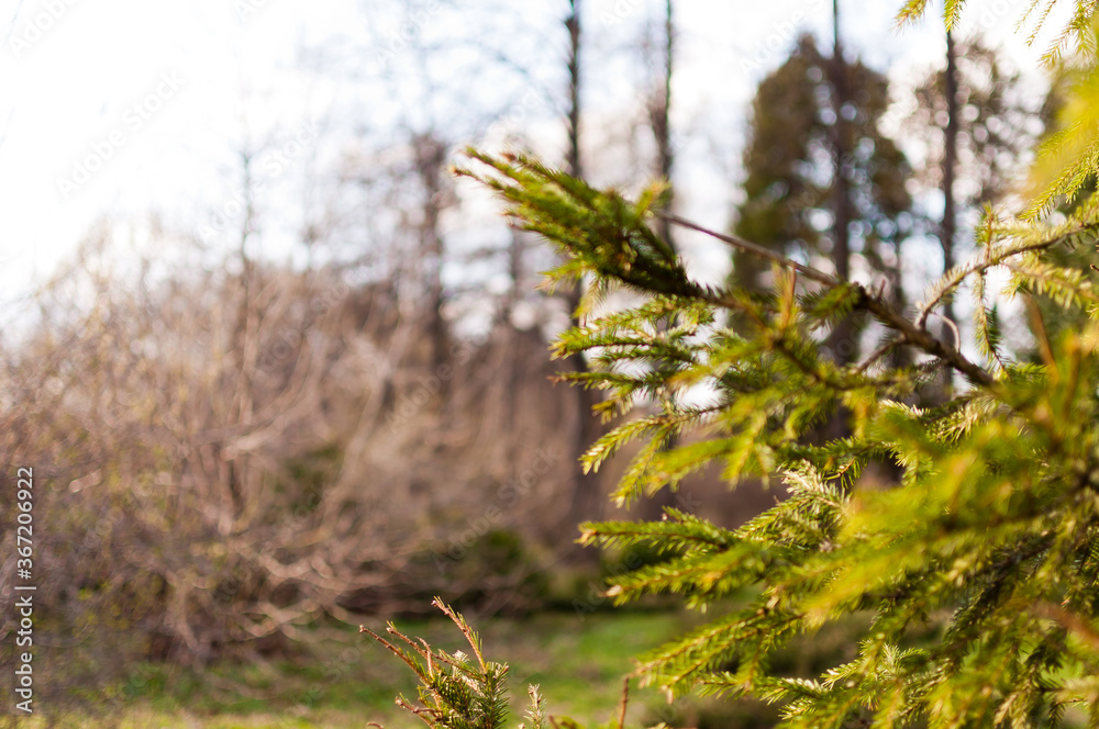 Spruce, fir tree light green branches in the park. Background. Closeup Spruce, fir tree light green branches in the park. Background. Closeup