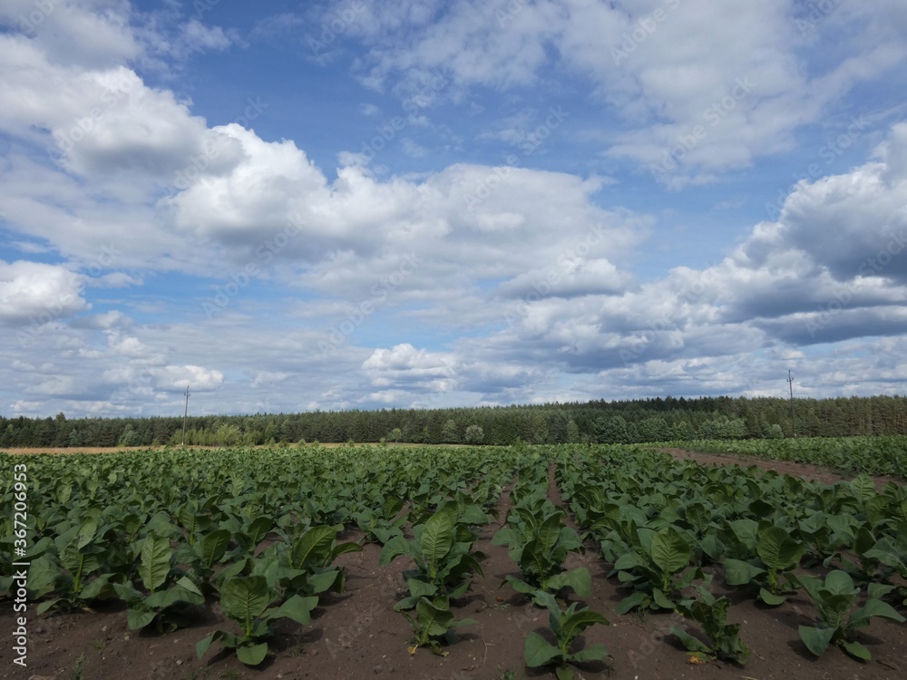 Tobacco field near Tartaczysko, Podlaskie Voivodeship, in north-eastern Poland on a cloudy summer day, Green Velo bike trail