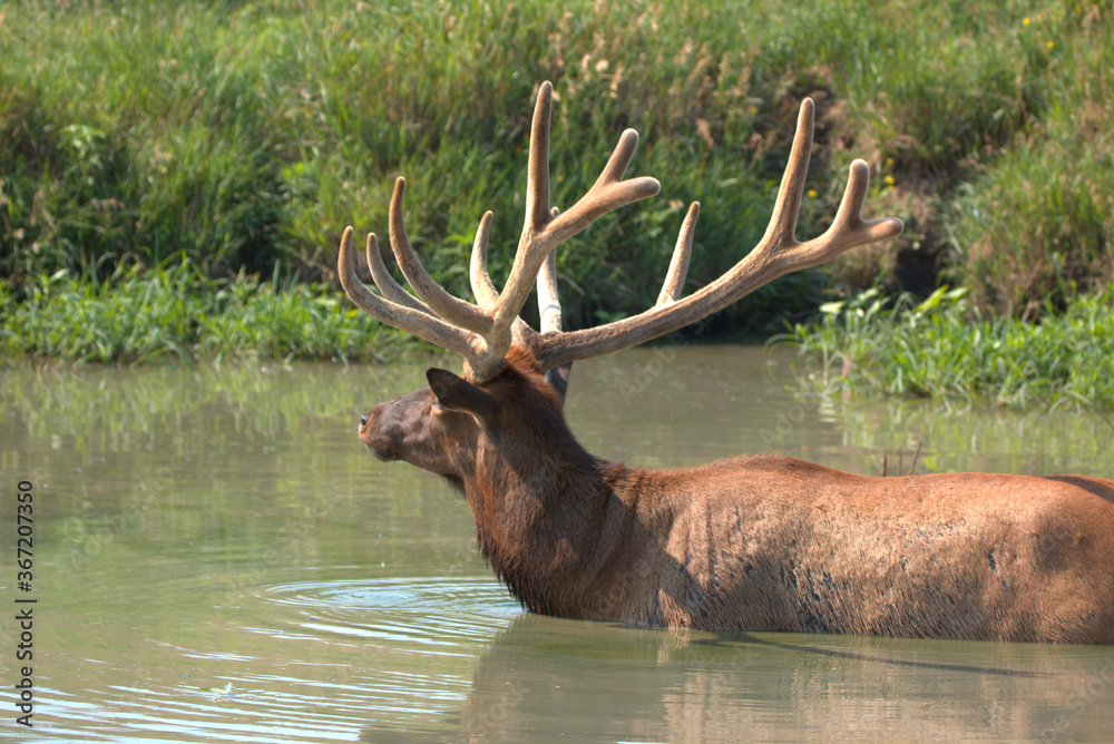 Massive Bull elk in a mountain stream Massive Bull elk in a mountain stream