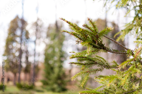 Fir-needle tree branches composition as a background texture.