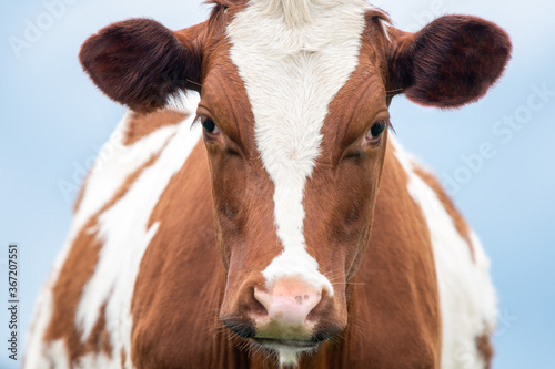 A close up photo of a brown and white cow 