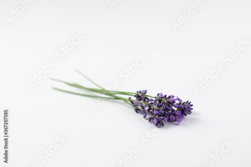 bunch of lavender and white background