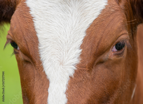 A close up photo of a brown and white cow 