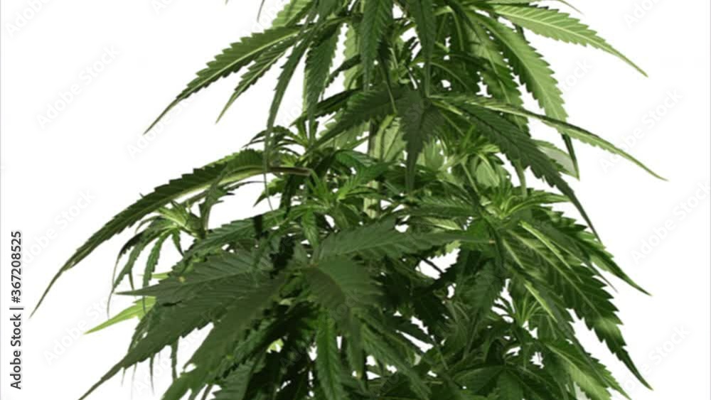 Open Sheet Of Cannabis On A White Back