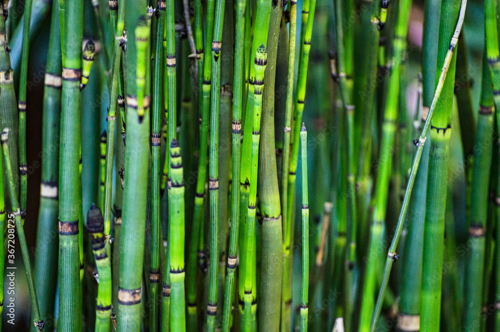 green bamboo background green bamboo background