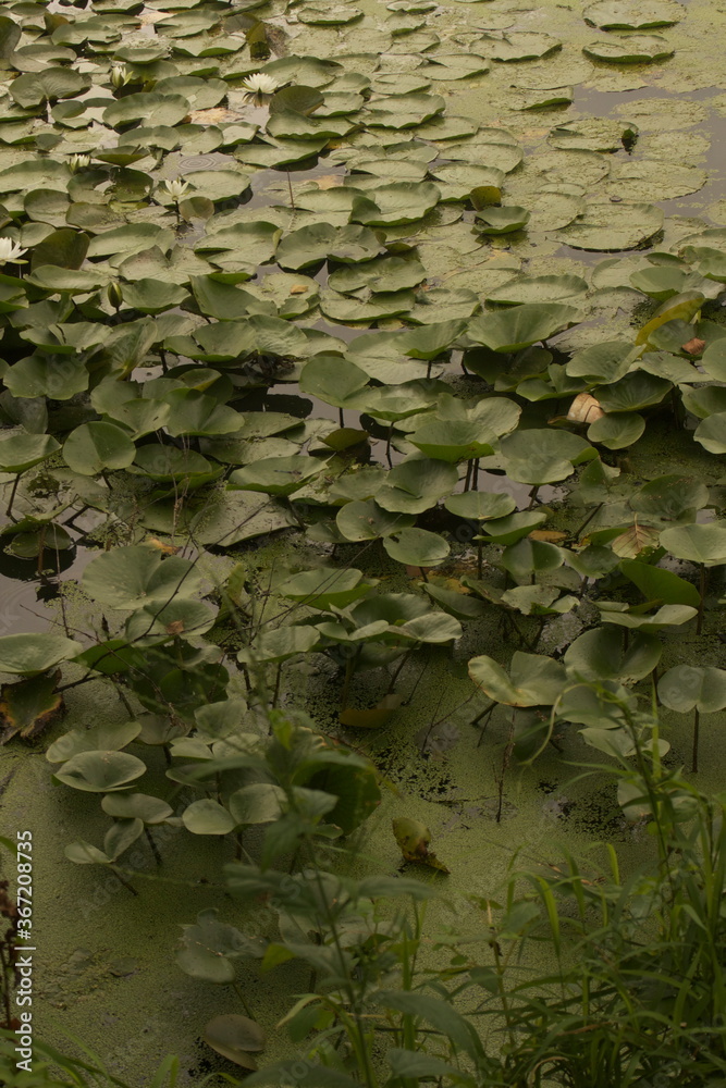 water lily in pond