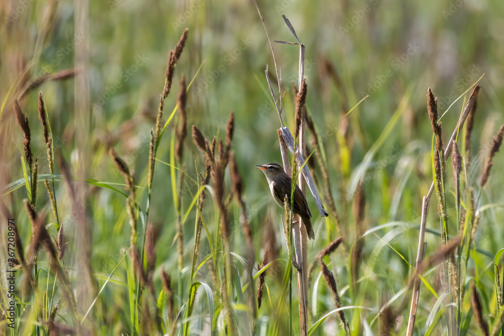Ptak na trzcinie Rokitniczka (Acrocephalus schoenobaenus), ptasi koncert, głośny śpiew ptaka