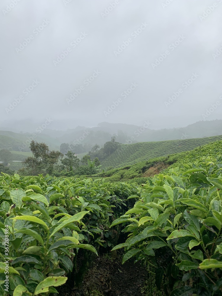 Plantation de thé à Cameron Highlands, Malaisie Plantation de thé à Cameron Highlands, Malaisie