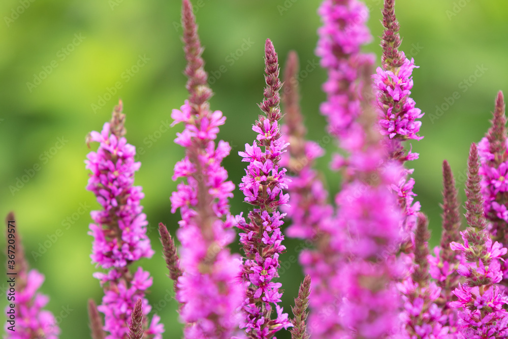 Blume lila pink garten natur Blume lila pink garten natur