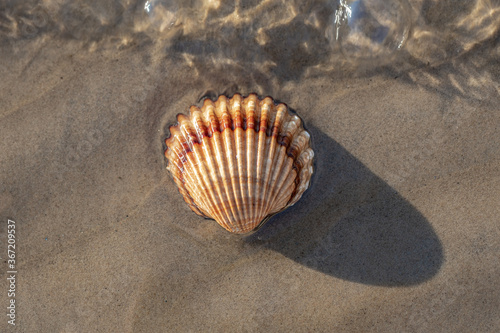 seashell on the sand on the coast  the wave washes the shell on the shore  top view  travel and vacation concept