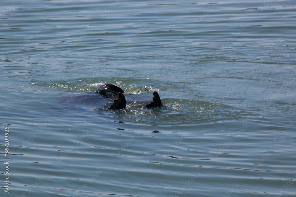 Fototapeta premium Sea Lion swimming in the Ocean