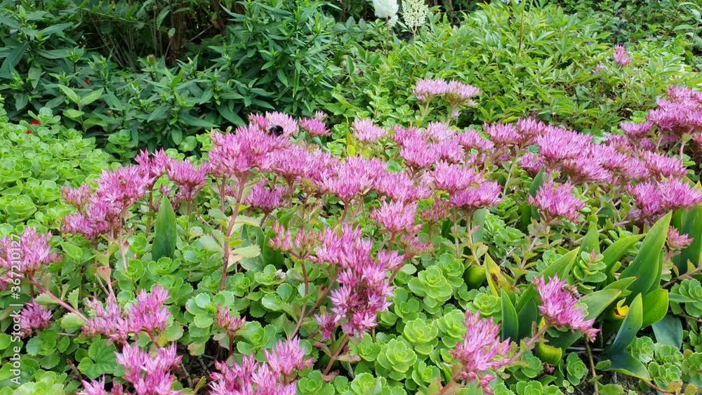 Sedum spurium und Insekten, Hummeln und Bienen Video Sedum spurium und Insekten, Hummeln und Bienen Video