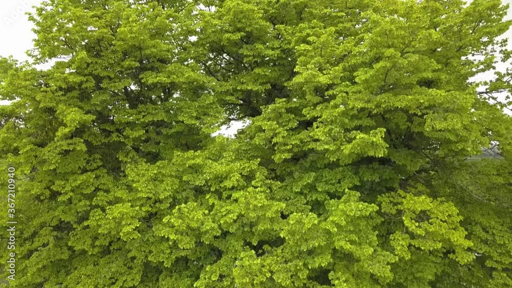 Aerial view of a big green tree growing in village in summer. Aerial view of a big green tree growing in village in summer.