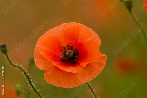 Beautiful red poppies. Red Flower symbol of war. remembrance day © Hanna Aibetova