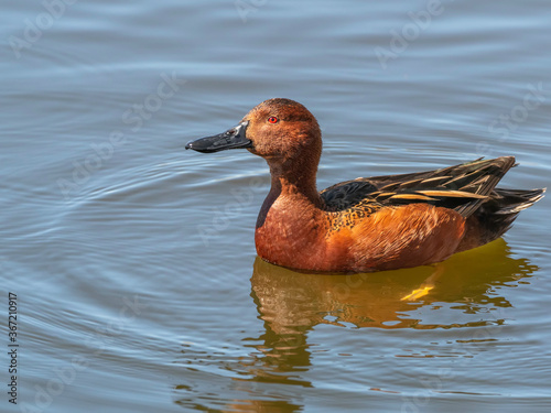 A Cinnamon Teal Swimming by