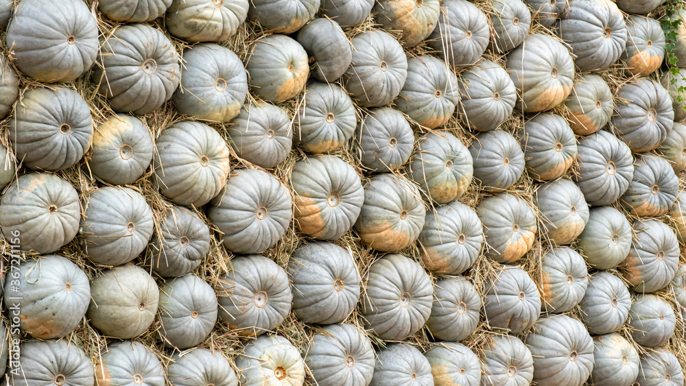 Lots of colorful pumpkins laid out in the row. Coloured pumpkins as wallpaper. Background of grey pumpkins in a row. Festive autumn background of grey pumpkins for Thanksgiving or Halloween. Lots of colorful pumpkins laid out in the row. Coloured pumpkins as wallpaper. Background of grey pumpkins in a row. Festive autumn background of grey pumpkins for Thanksgiving or Halloween.