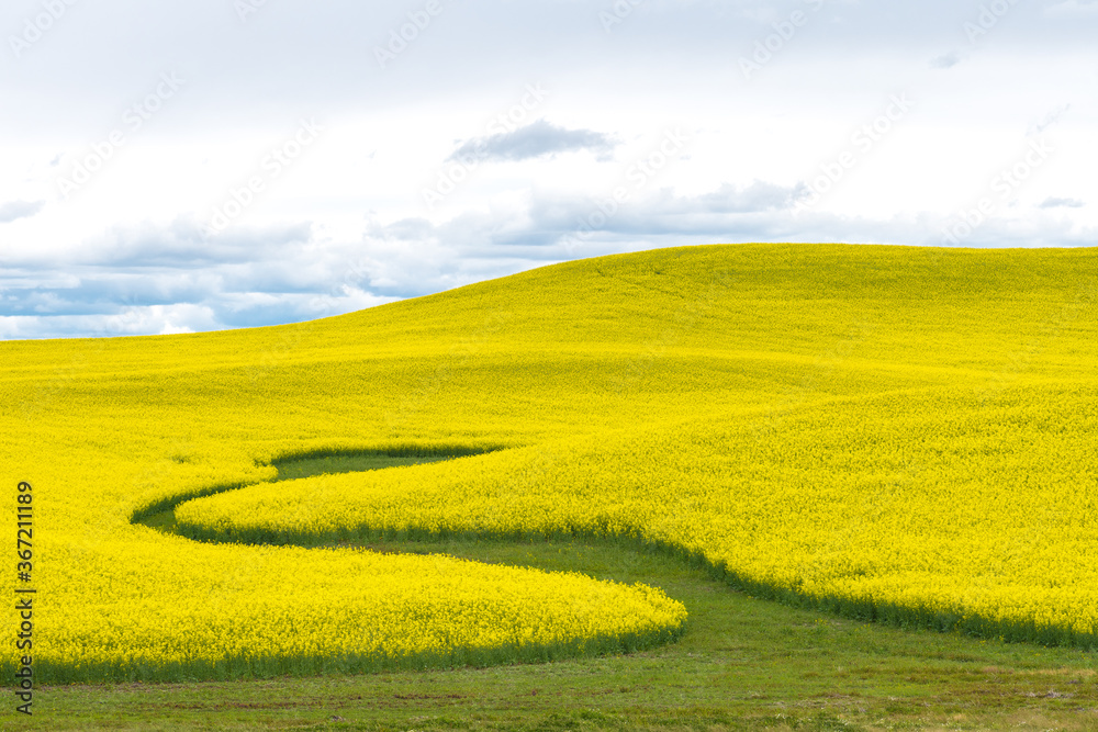Fototapeta premium Rape Fields in the Palouse