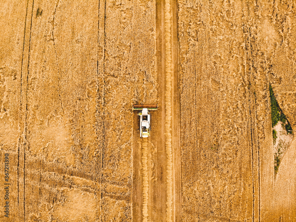 Modern harvester is collecting crops in a yellow field. aerial view from drone on wheat crop Modern harvester is collecting crops in a yellow field. aerial view from drone on wheat crop