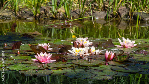 Pink and white water lilies or lotus flowers Marliacea Rosea in beautiful garden pond after rain. Lyrical motive for design. Space for text