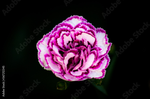 Close-up photo of a white and purple carnation flower head with black background