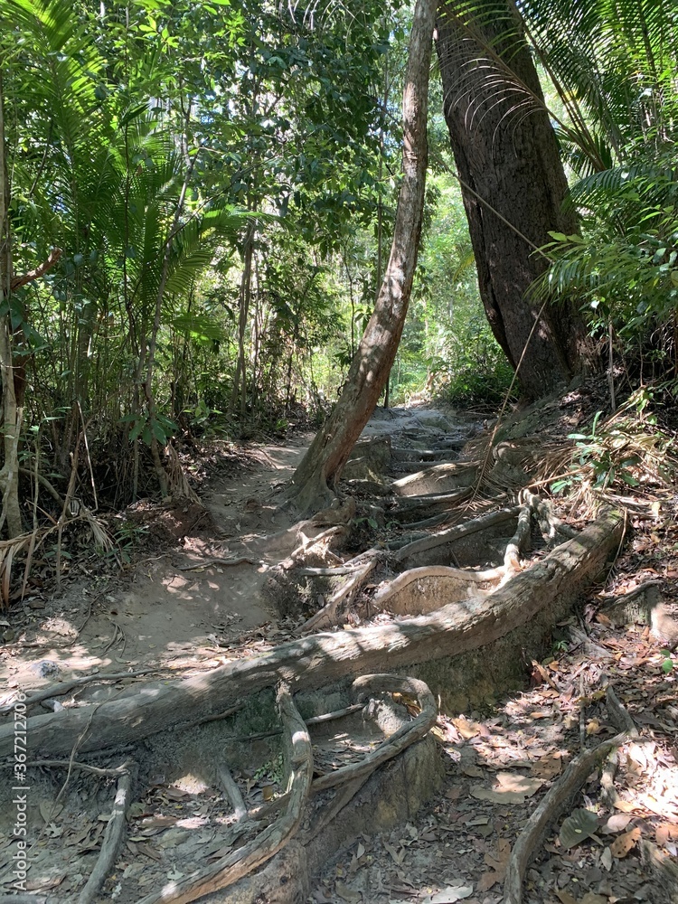 Sentier de forêt, parc national de l'île de Penang, Malaisie Sentier de forêt, parc national de l'île de Penang, Malaisie