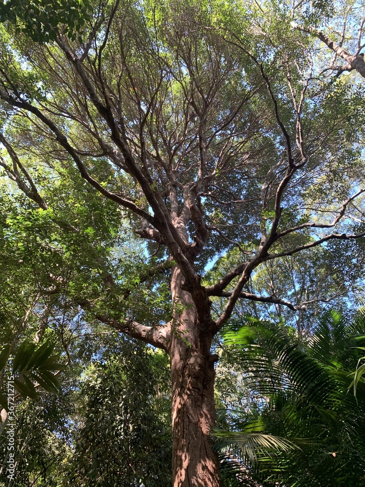 Fototapeta premium Arbre du parc national de l'île de Penang, Malaisie 