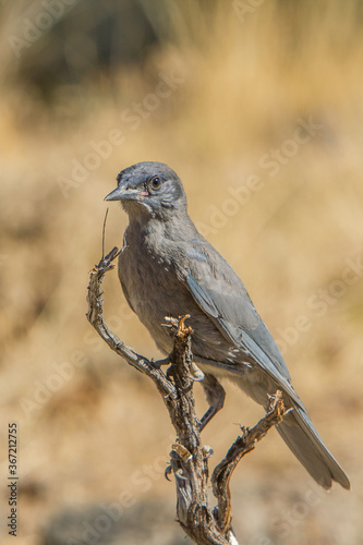 A Pinion Jay perched on a branch in the Fremont National Forest in central Oregon.