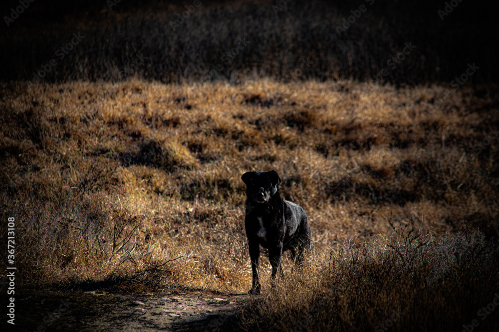 Naklejka premium dog on the field