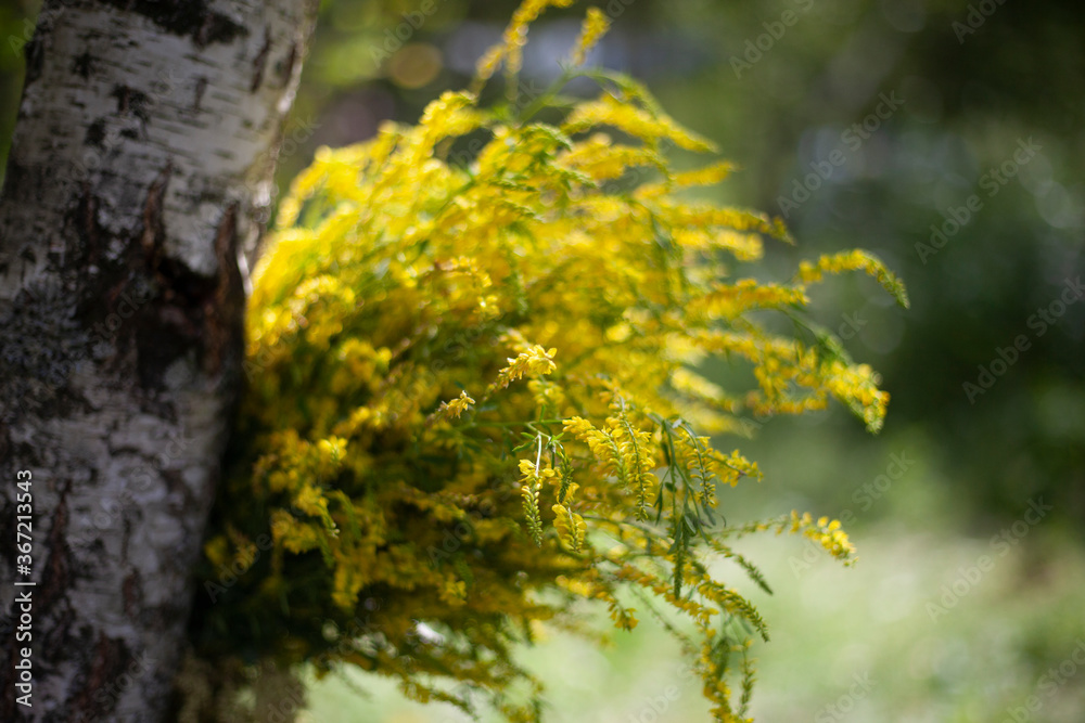Fototapeta premium St. John's wort plant is collected in a bouquet and dried.